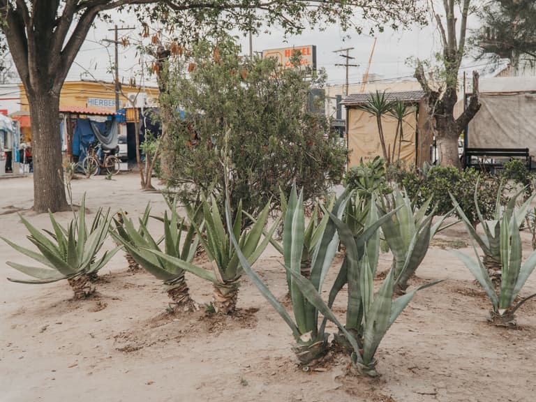 Mexico Trip ’24 — photograph 129 of 134